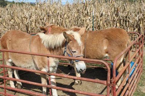 Ponies Foto stock
