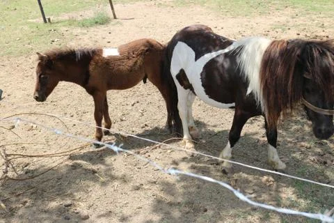 Ponies Stock Photos