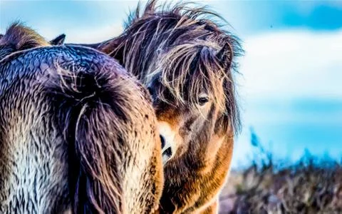 Ponies  Stock Photos