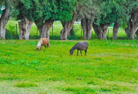 Ponies Stock-Fotos