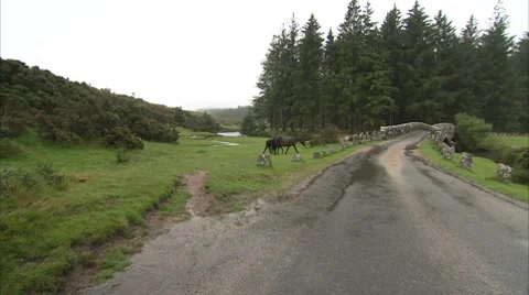 Ponies in rain at bellever Video stock 8827713