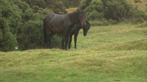 Ponies in the rain Video stock 8827771