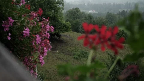 Ponies Sheltering under a Tree in the Rain, Framed by Geraniums, Rural Bavaria 스톡 동영상 345031108
