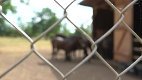 Ponies trapped in a cage Stock Footage 202213237