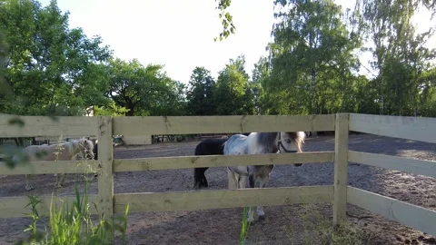 Ponies walk in the paddock. ponies in the paddock eat grass. wooden fence ran Stock Footage 158376169