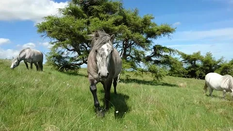 Ponny approaches camera Stock Footage 167836858