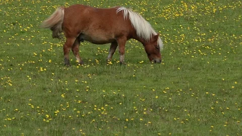 Ponny Stock Footage 101354499