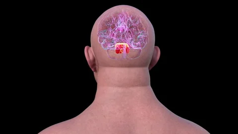 Pons anatomy, animation | Stock Video | Pond5