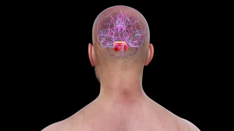 Pons anatomy, animation | Stock Video | Pond5