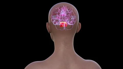 Pons anatomy, animation | Stock Video | Pond5
