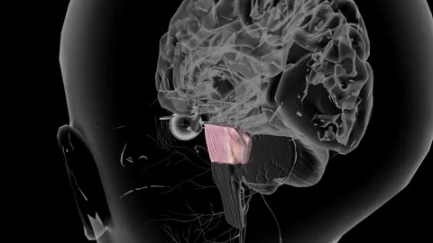 The pons is the largest part of the brain stem, located above the medulla and Stock Footage 247267968