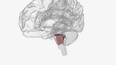 The pons is the portion of the brainstem between the midbrain above and the Video stock 271032108