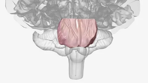 The pons is the portion of the brainstem between the midbrain above and the Video stock 271040774