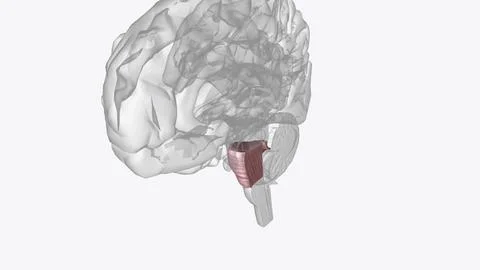 The pons is the portion of the brainstem between the midbrain above and the.. Stock Illustration