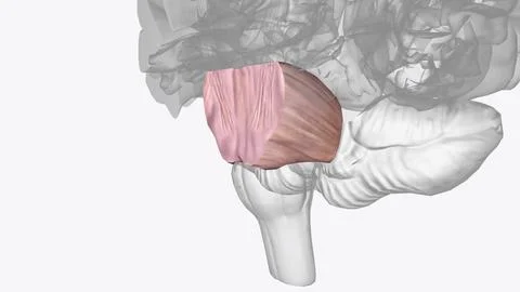 The pons is the portion of the brainstem between the midbrain above and the.. Stock Illustration