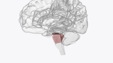 The pons is the portion of the brainstem between the midbrain above and the.. Stock Illustration