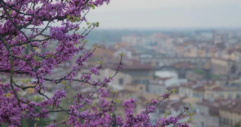 Ponte vecchio seen trough flowers Stock Footage 139521007