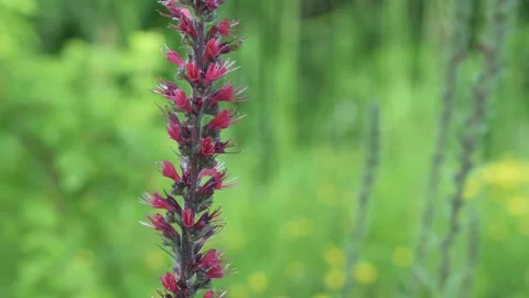 Pontechium maculatum, Russian bugloss flower close up, growing in a meadow. Stock Footage 242848092