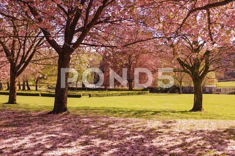 Pontypool Park, Pontypool, Wales, cherry blossom trees Stock Photo ...