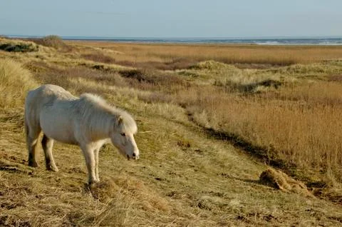 Pony 1 Фото