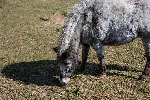Pony auf Weide Stock Photos