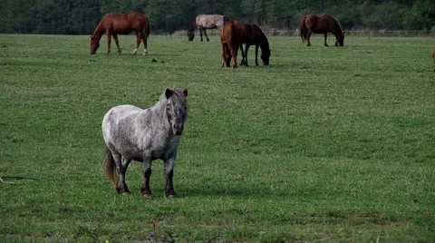 Pony between horses Stock Footage 55220536