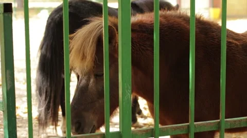 Pony in a cage Vídeo Stock 68991162