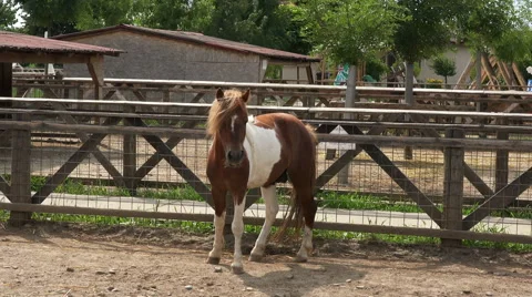 Pony in captivity Vídeo Stock 40606645