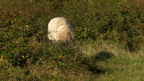 Pony from Carneddu range brousing brambles and grass on nature reserve Video stock 82659518