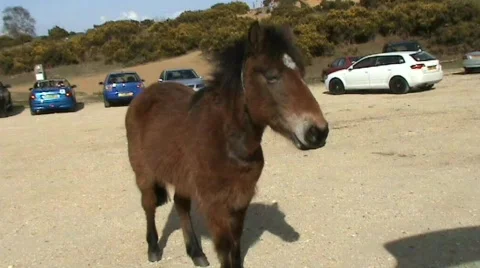 Pony in carpark Video stock 360323