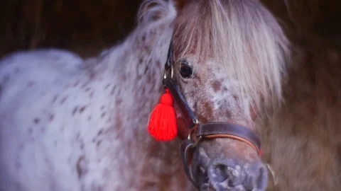 Pony Chews a Fresh Grass Stock Footage 74505767