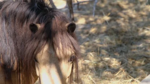 Pony close-up. Pony stands in a paddock. Pony head close-up Stock Footage 307937547