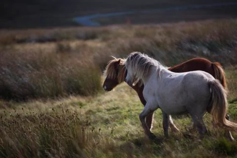 Pony couple galloping in the fields  Stock Photos