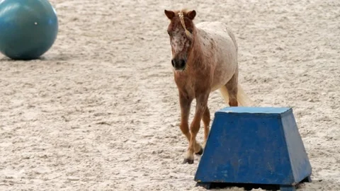 Pony displaying agility under handler's guidance, audience witnessing the e.. Video stock 251326985