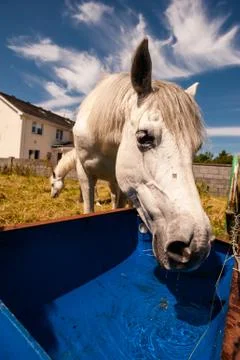 Pony drinking water Stock Photos