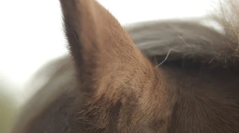 Pony-ears-close-4K 動画素材 50706320