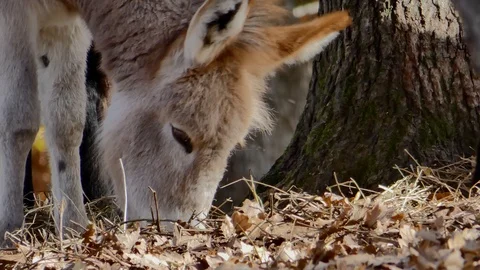 Pony eating Stock Footage 105567077