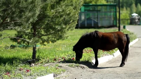 Pony is eating grass Stockbeeldmateriaal 74103702