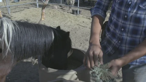 The pony is eating hay. Stock Footage 105803538