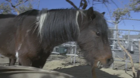 The pony is eating hay. Stock Footage 105803828