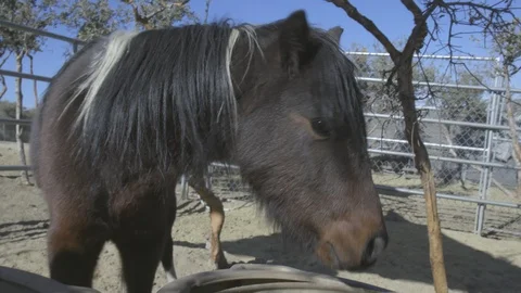 The pony is eating hay. Stock Footage 105804522