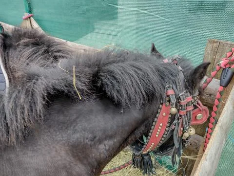 A pony eats hay in Romania. Selective focus Stock Photos