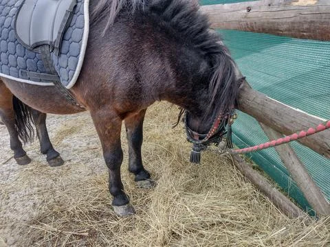 A pony eats hay in Romania. Selective focus Стоковые фото