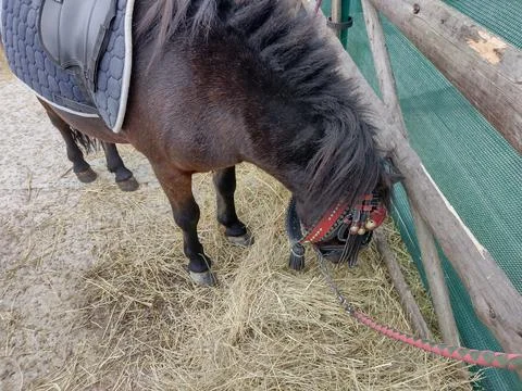 A pony eats hay in Romania. Selective focus Stock Photos