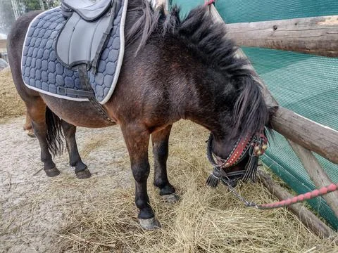 A pony eats hay in Romania. Selective focus Photos
