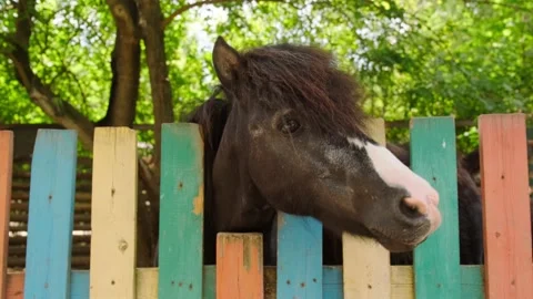 Pony in the enclosure Stock Footage 137655062