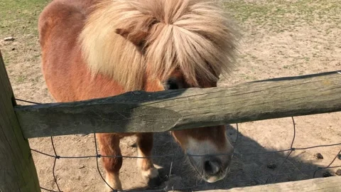 PONY ON FARM 1 Stock Footage 135019821