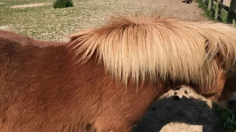 PONY ON FARM 2 Stock Footage 135019865