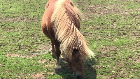 PONY ON FARM 3 Video stock 135019843