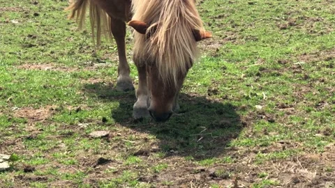 PONY ON FARM 4 Stock Footage 135019892